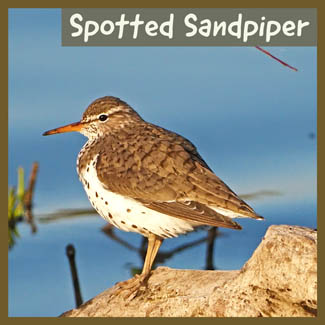 Spotted Sandpiper